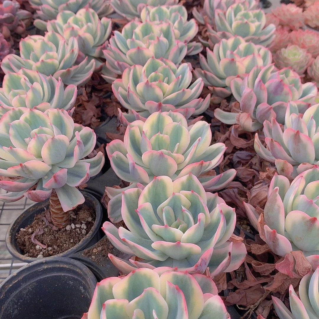 玉凤锦213456 45677889999