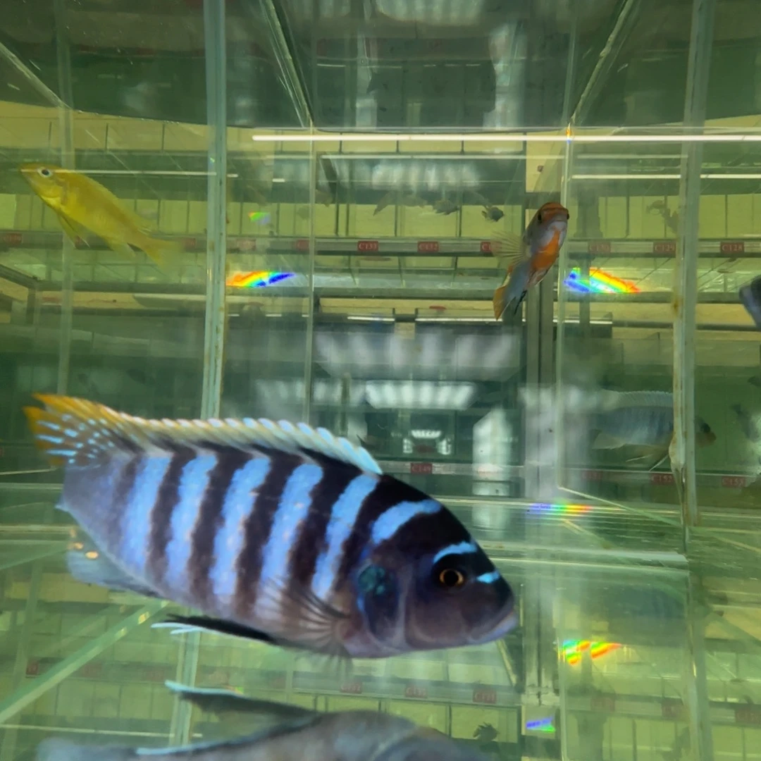 海水鱼C029-火麒麟10.5