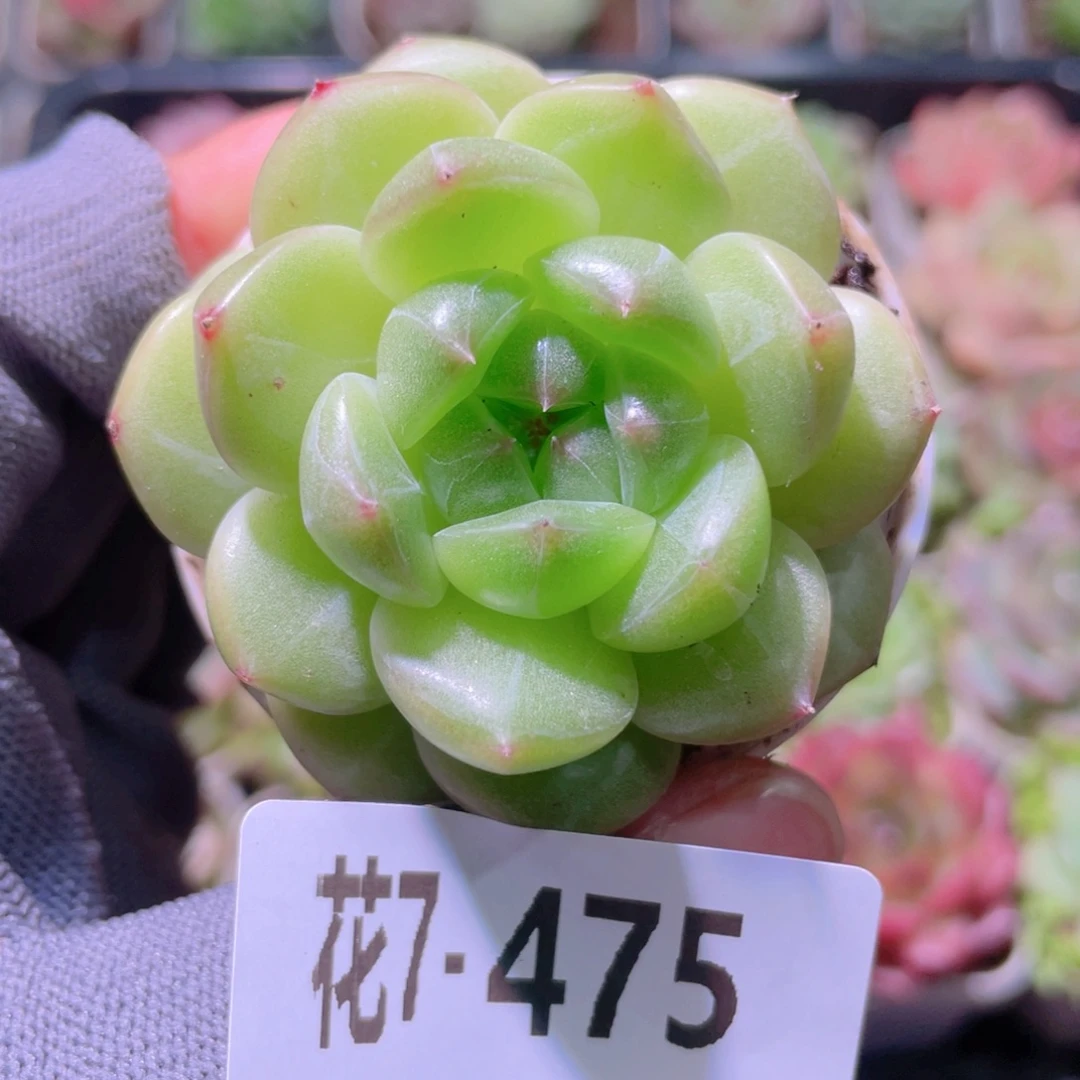 花利美7-475珍妮