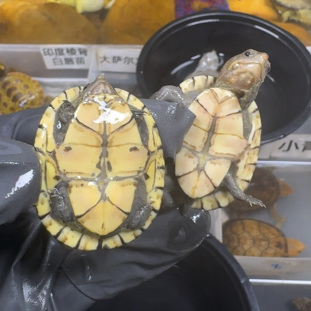 不分公母宠物龟白唇