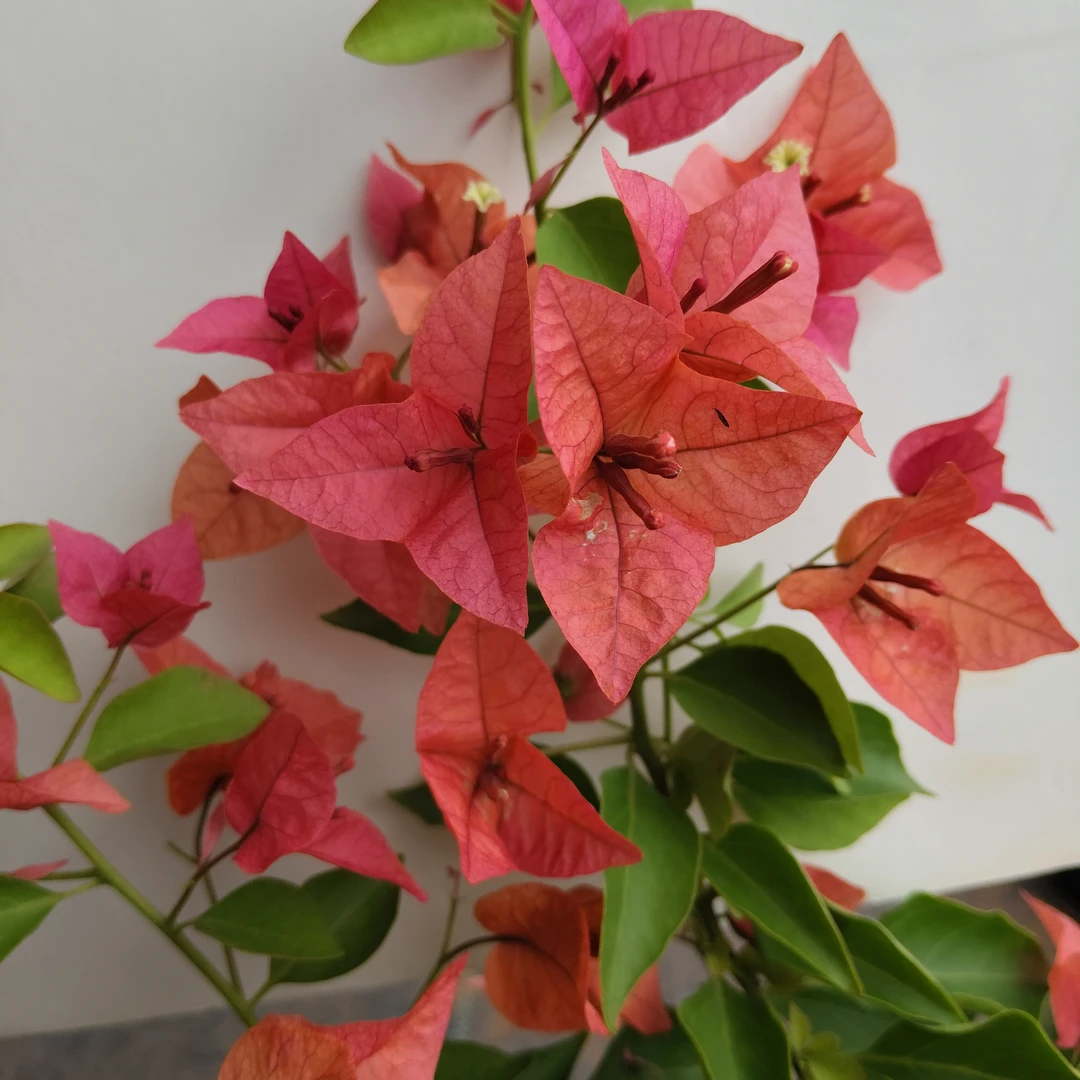 （佩德罗）一物一拍原盆原土 落花落叶不售后