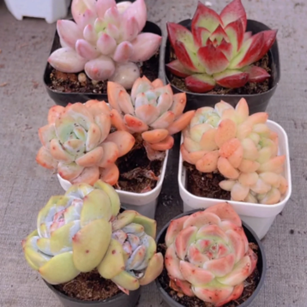 瓦拉少套餐带盆土4-5cm六盆多肉植物以直播间展示为主