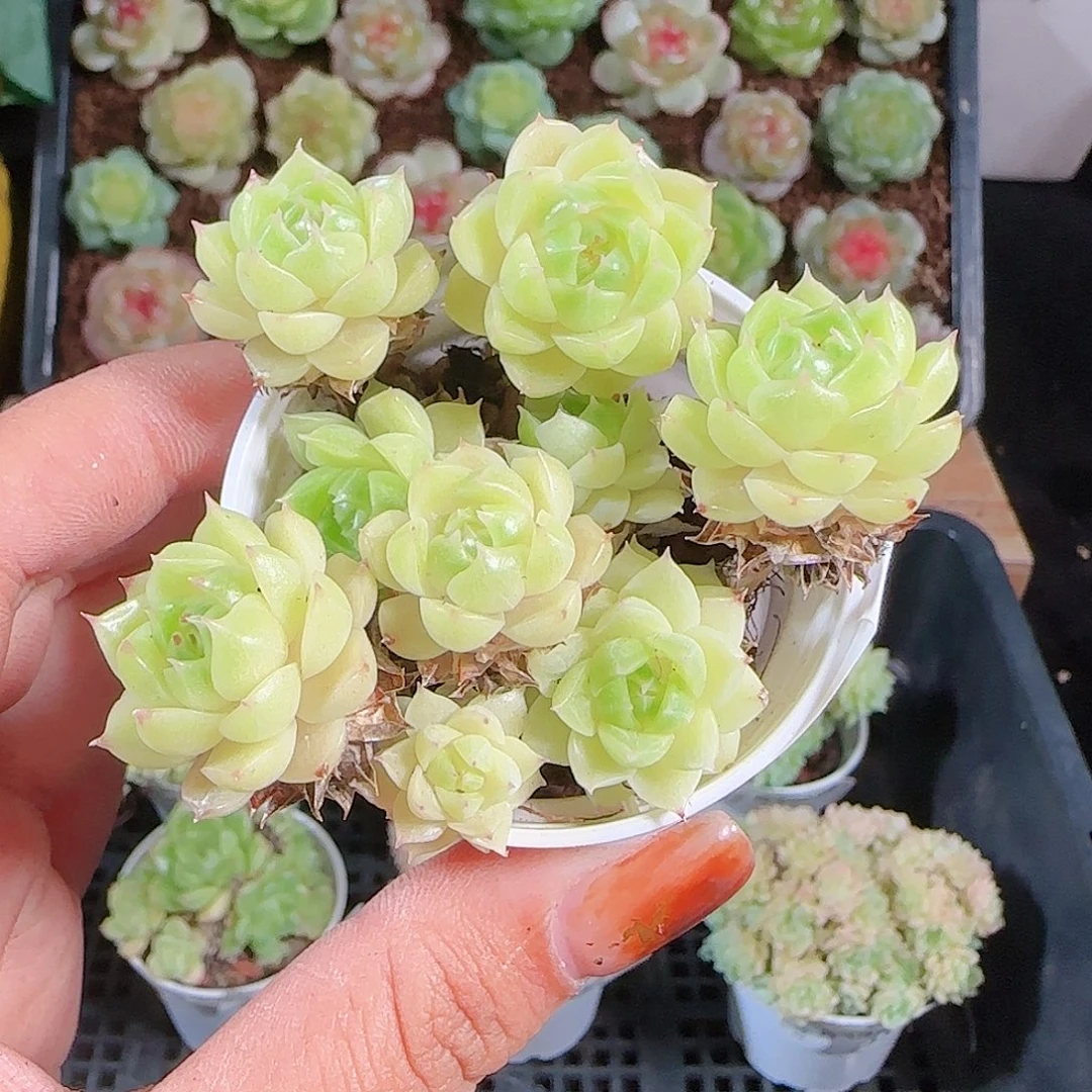 1012--254麦秆优选不包整