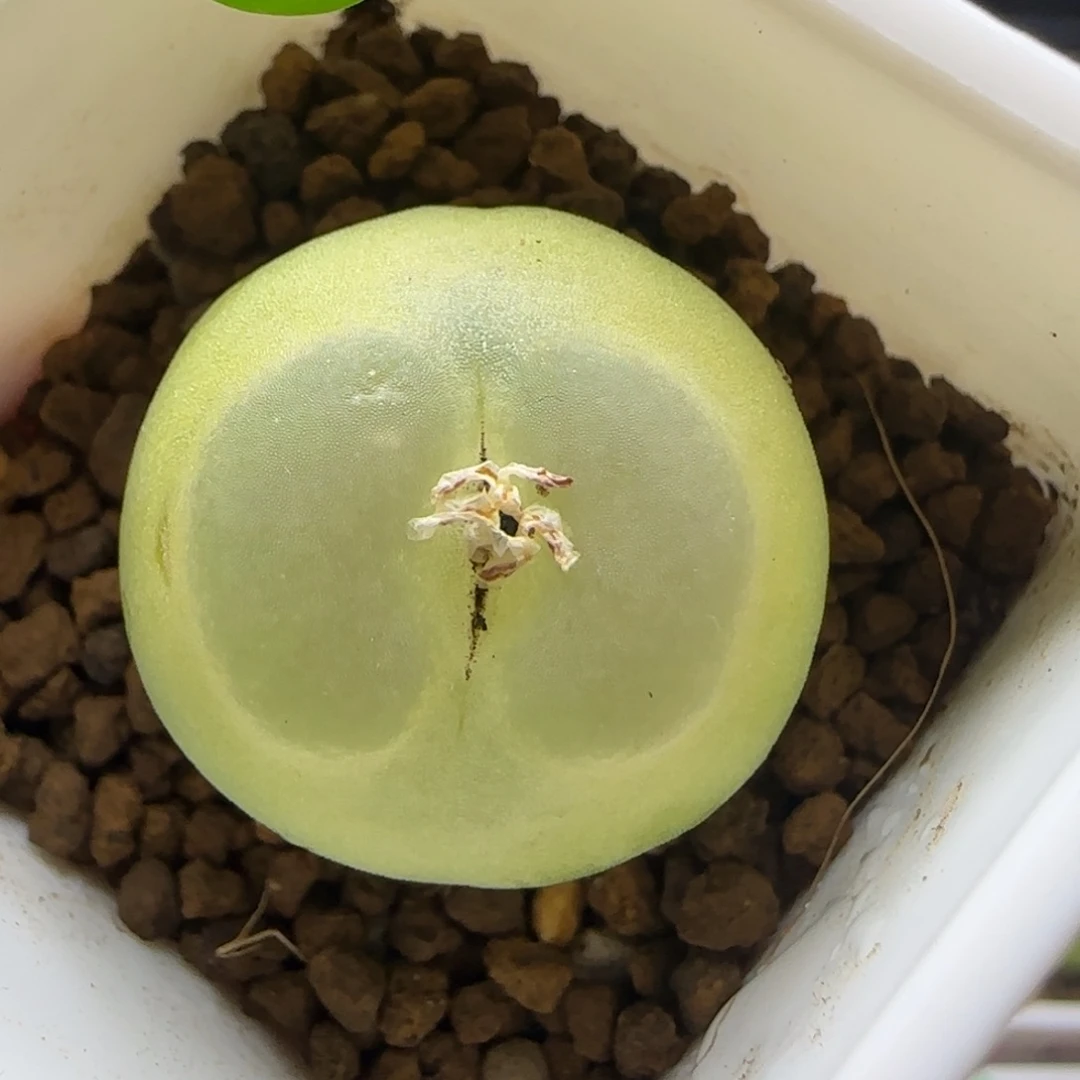 拉登2.1+点多肉植物619