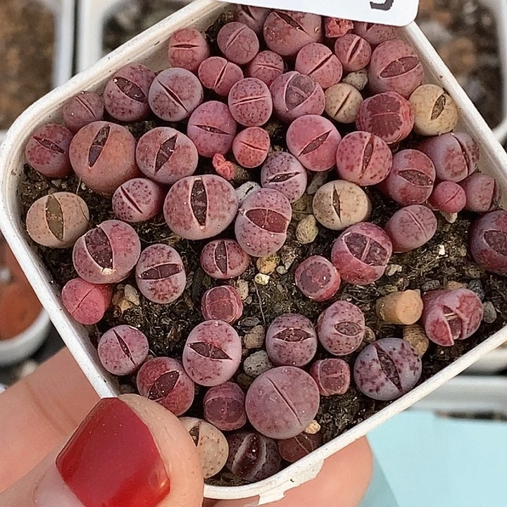 桃喜花园0208-54紫菊