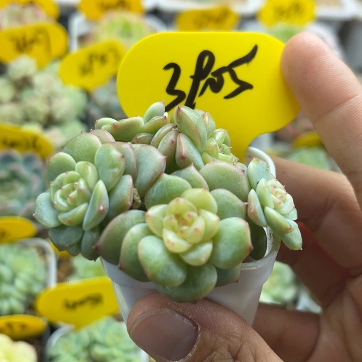 荔枝甜心5头群3905