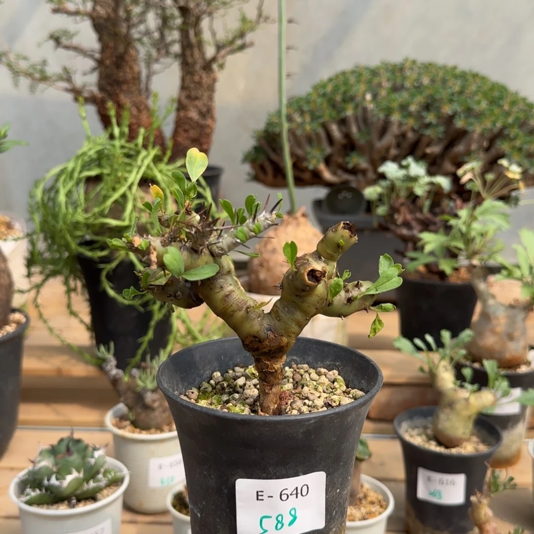 640红花鱼骨城块根植物