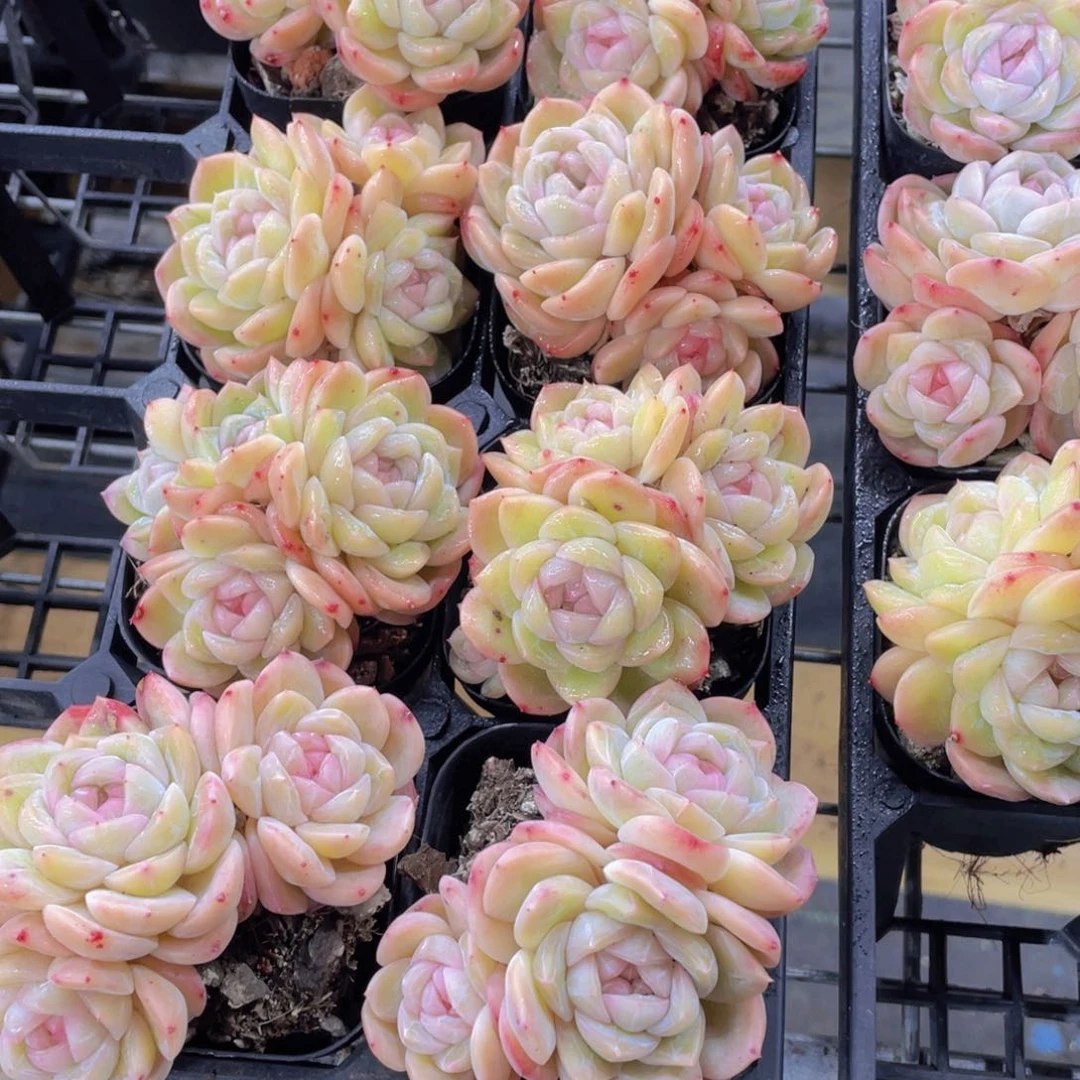 863号 全状态糖心干冰多头群一个