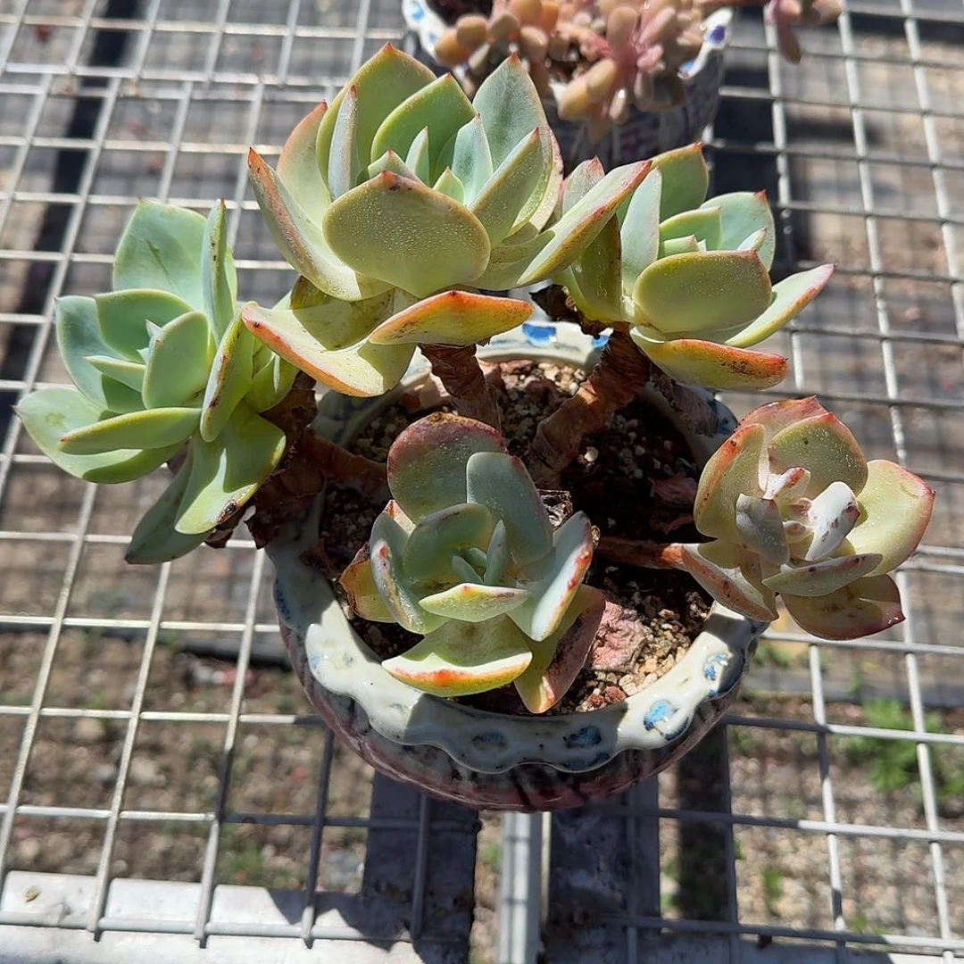 大号白凤群生多肉植物