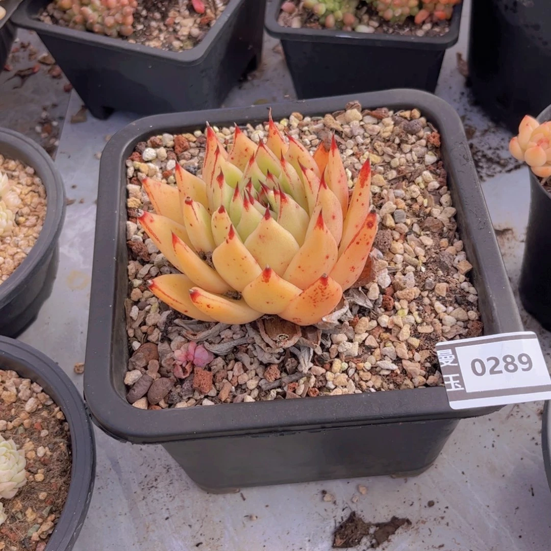 黄皮多肉植物0289