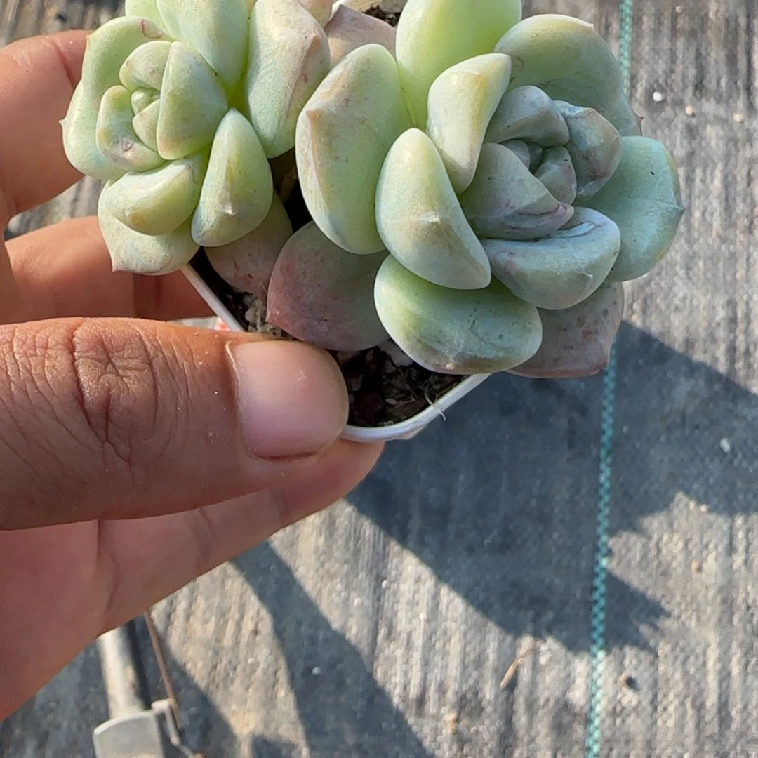 小卡拉米糖心一物一拍