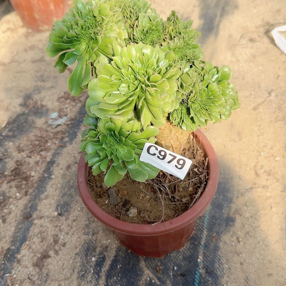 979绿缀一颗满28包邮