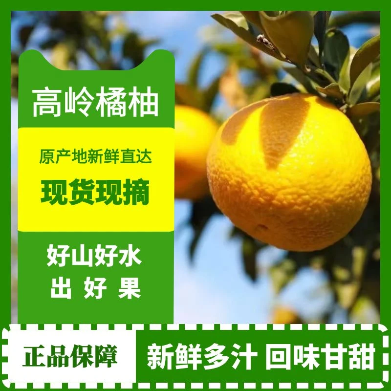 【高岭橘柚】新鲜采摘果园直发清甜多汁水果