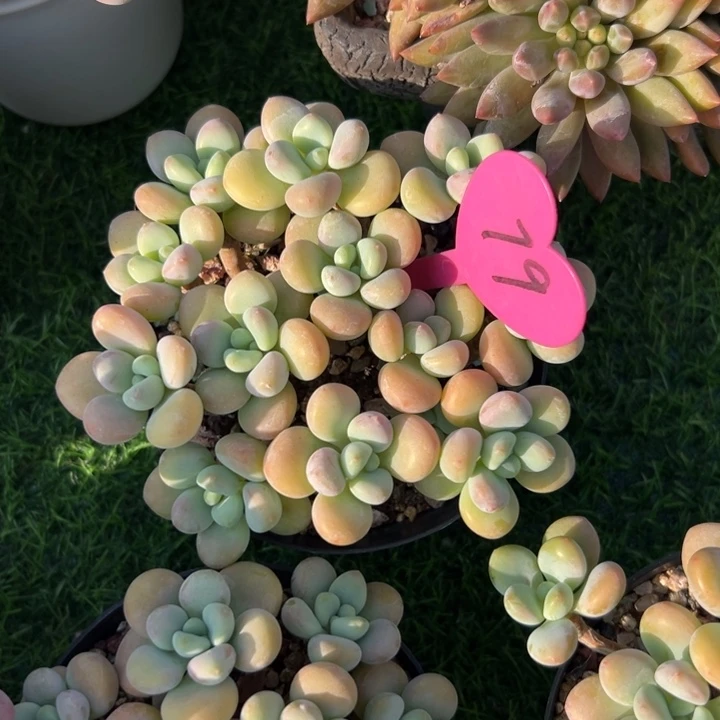 四***～多肉植物一物一拍