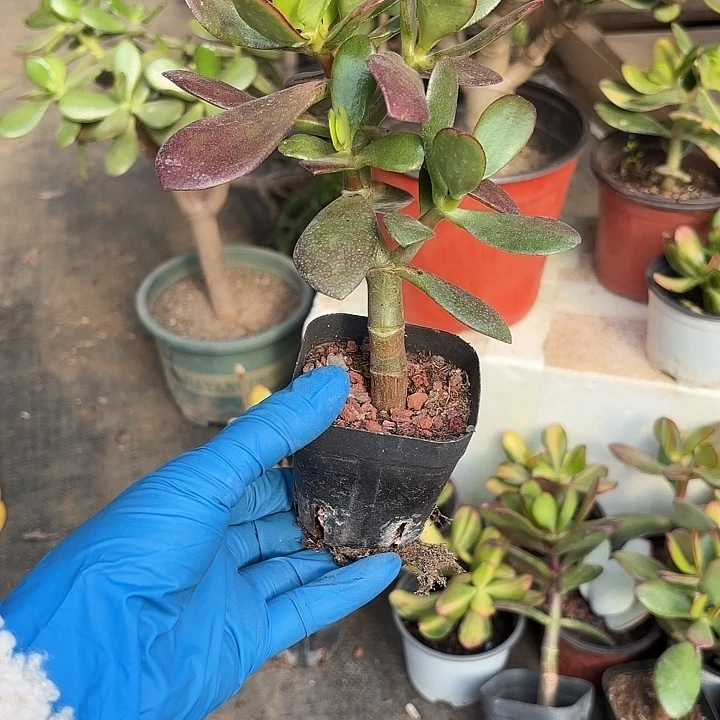 筝***儿当前无花栽培后可以开花韩国紫叶6