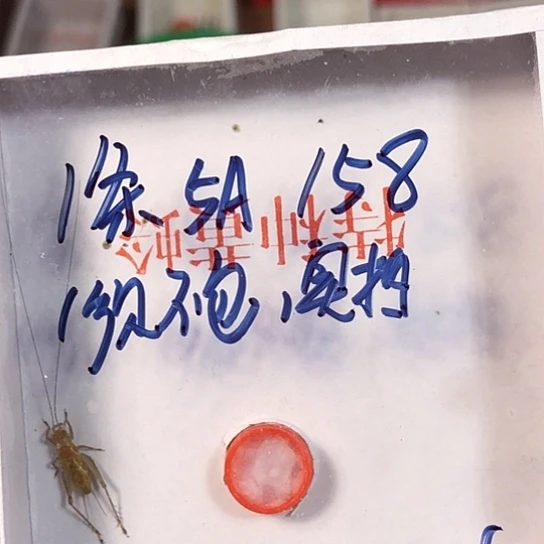 令***弧蟋蟀3333333333333333