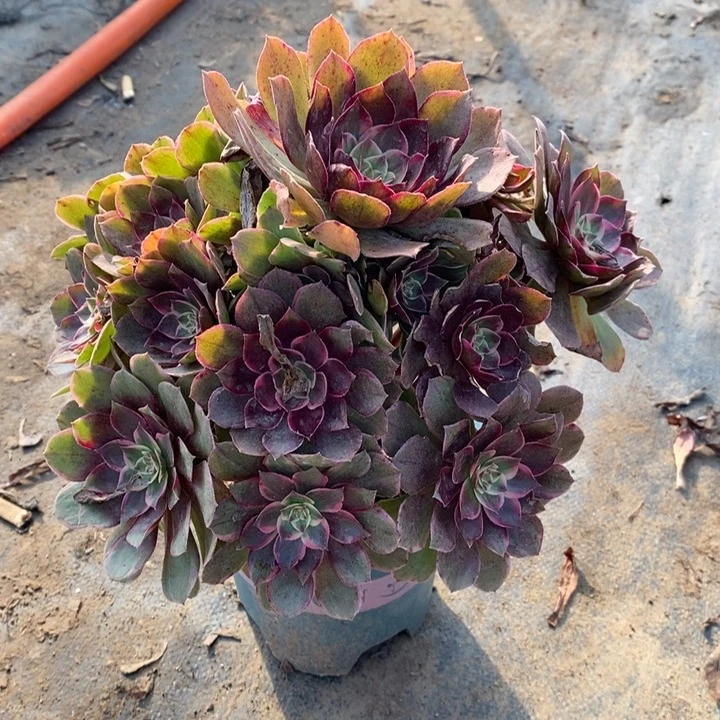 莲花座多肉植物21