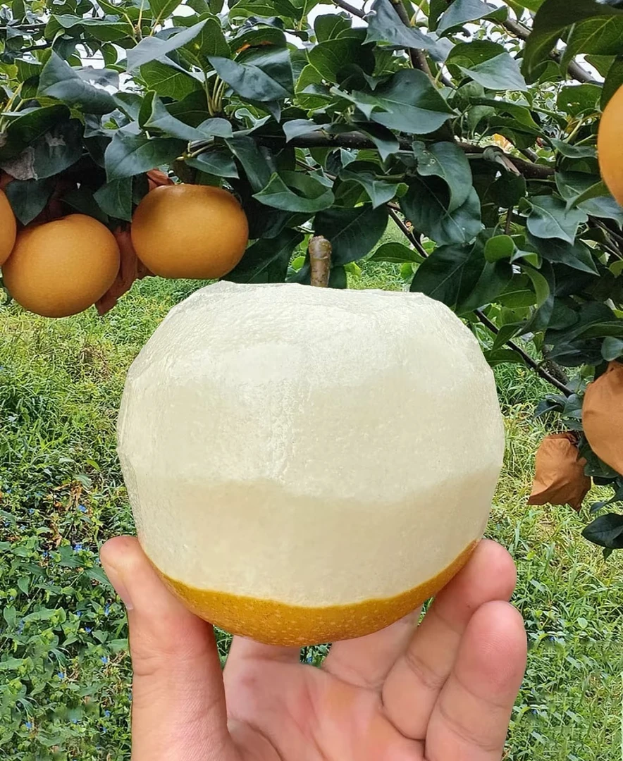 25年头茬山东莱西秋月梨化渣好秋月梨吃莱西秋月梨