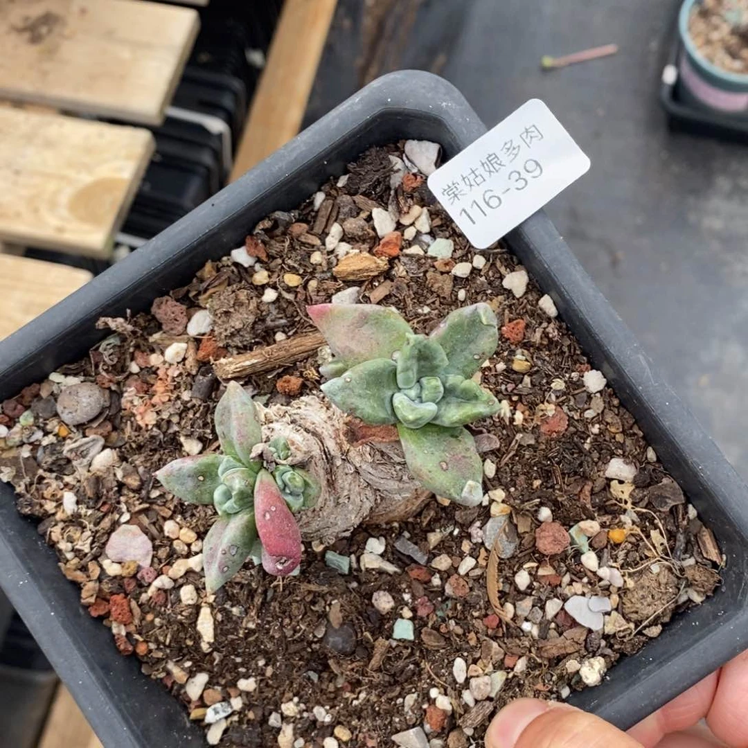 39号苹果叶小可爱多肉