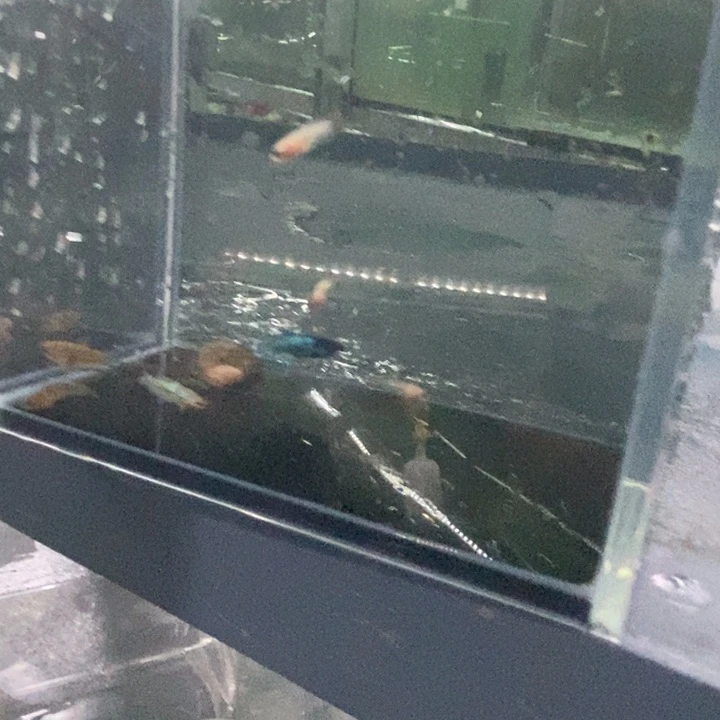 斗鱼包活不包损所见即所得192