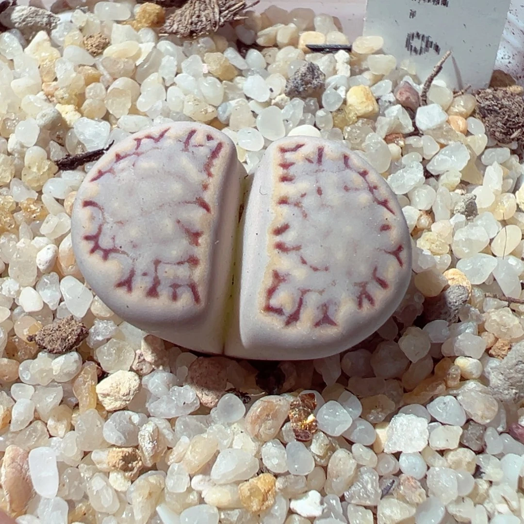 1026-345多肉多日糖霜