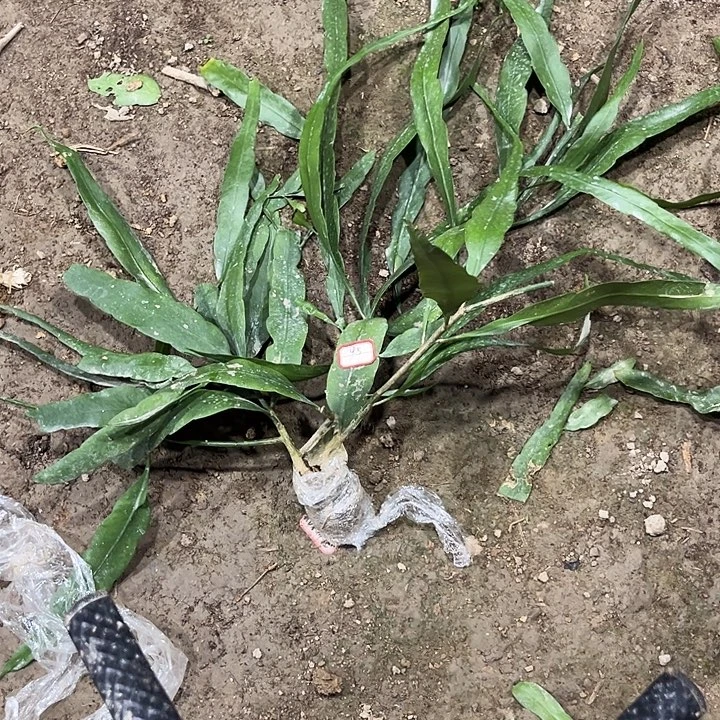 4号34589988999888999