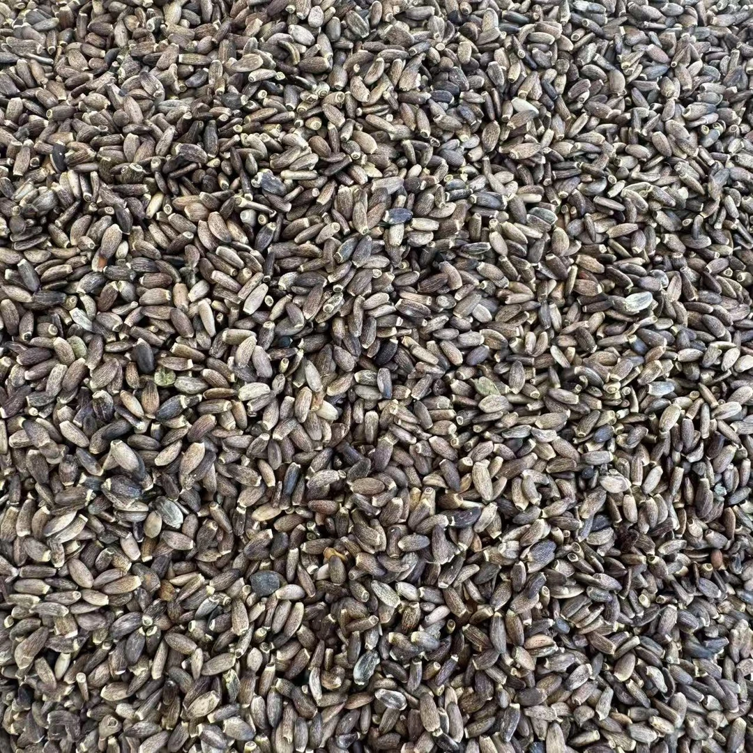 灵灵带你收山货 【水飞蓟】搭配枸杞更佳