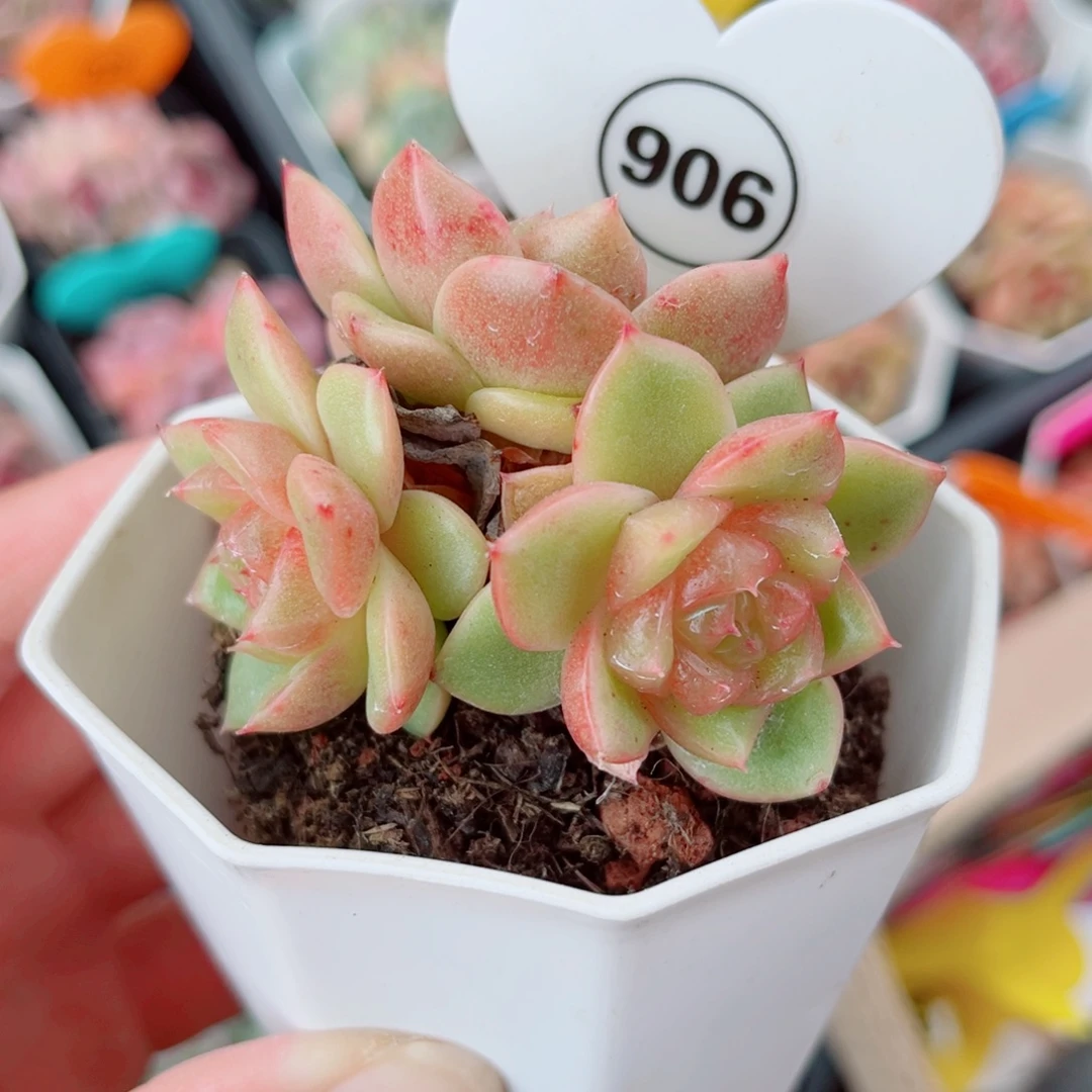 906号小老桩珍妮群