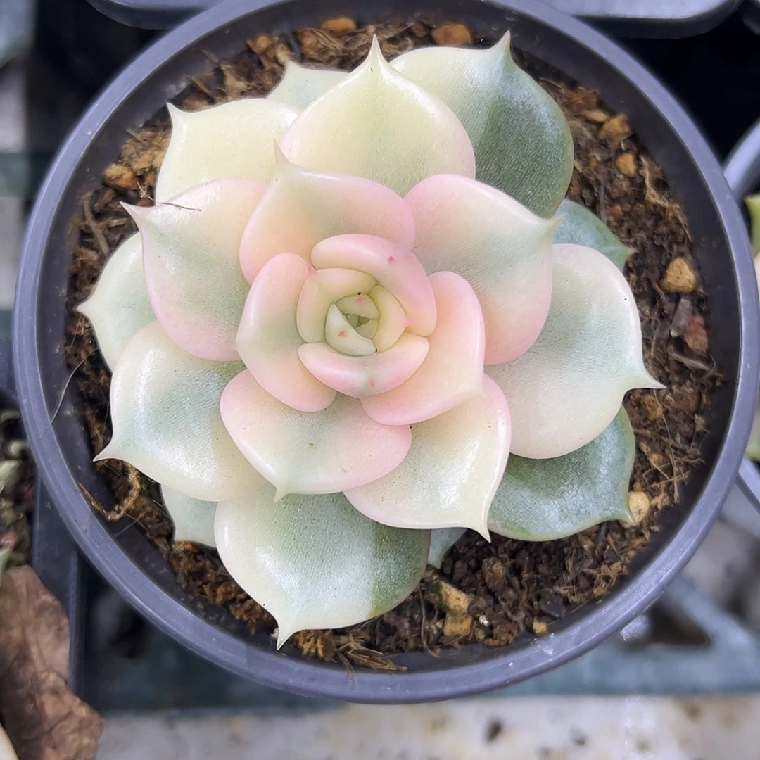 贝加尔湖宽锦 婕宝一物一拍
