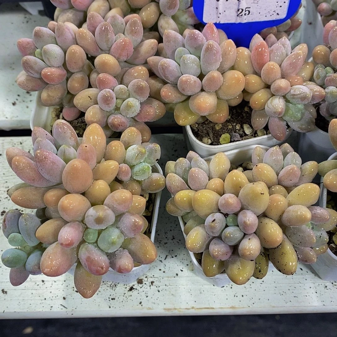 25-精品奶油小老桩汤圆群一个