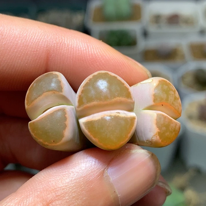 精品多肉植物精品多肉