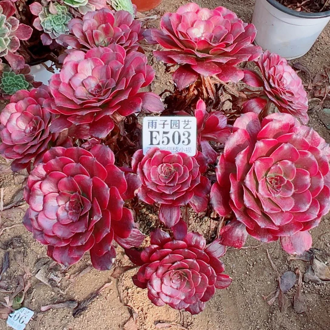 503美姬尺寸25左右