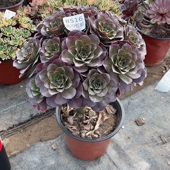 516魅金玫瑰多肉法师