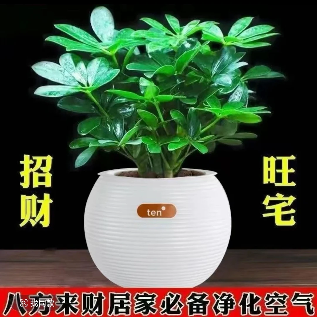 【带盆】鸭脚木盆栽八方来财室内水培绿植四季常青吸除甲醛好养