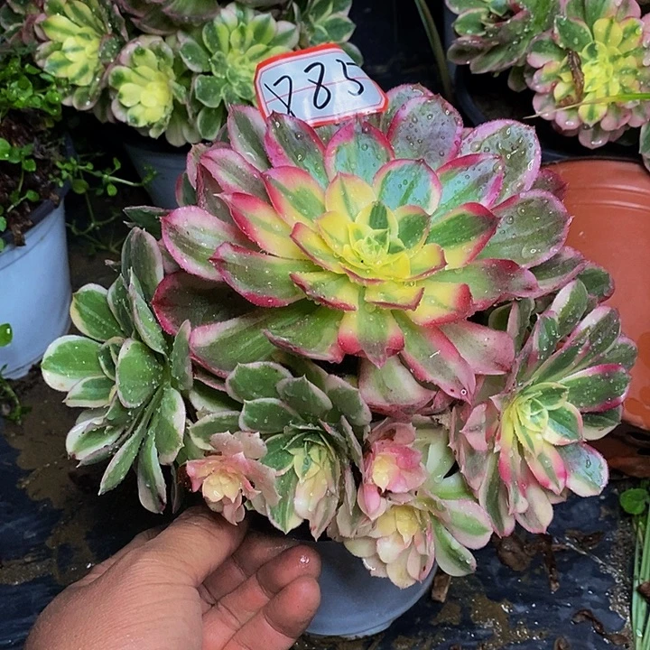 海仙老桩885号链接