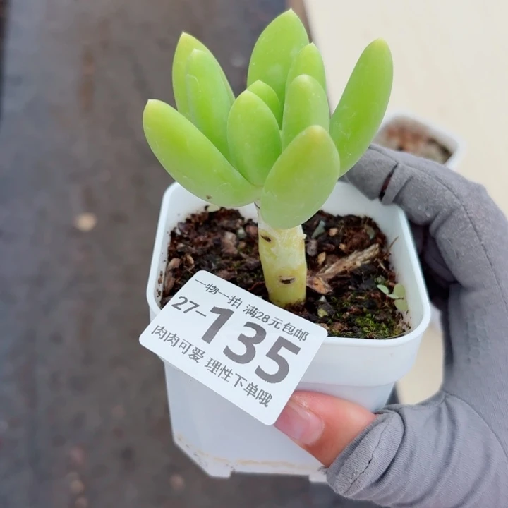 芒果奶多肉无盆土无盆