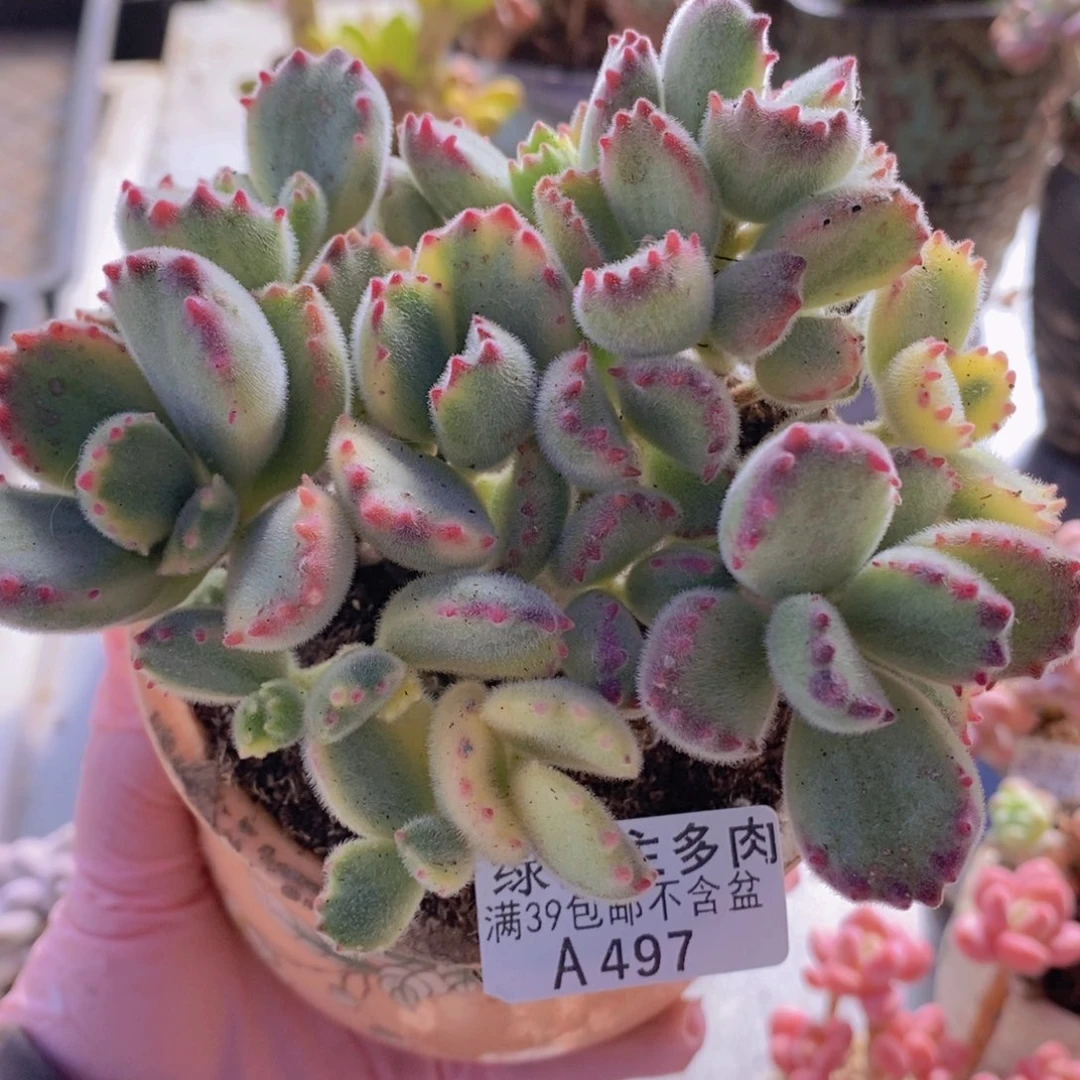 彩熊不包整12cm497多肉酱