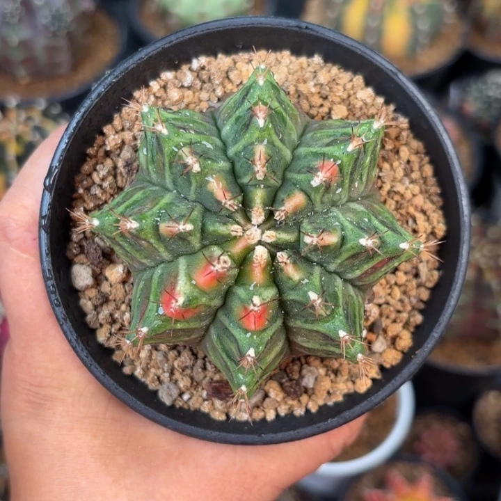 泰系乌贼a后代实生52