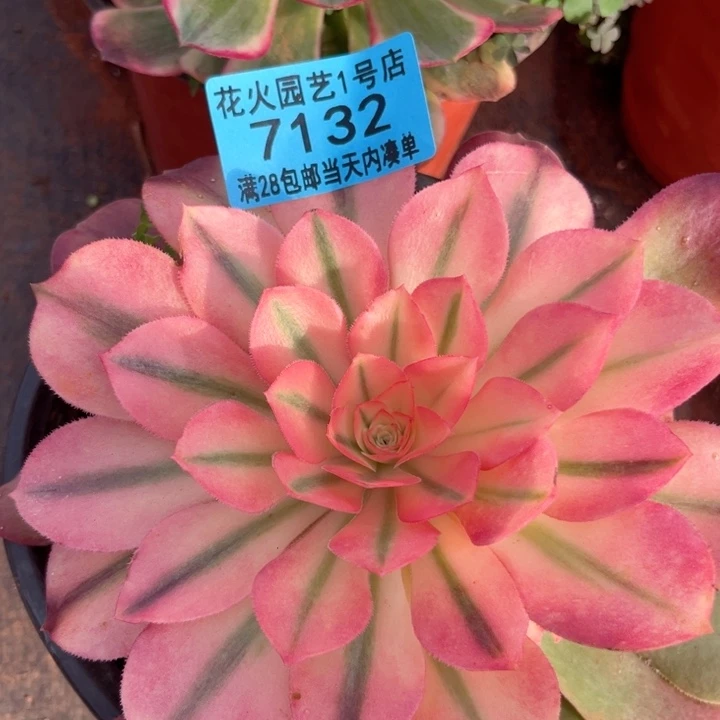 香妃7132多肉植物