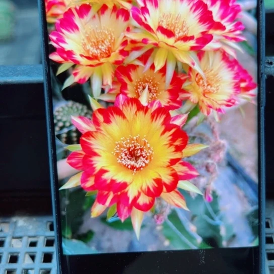 下47丽花98歪无根侧芽2一3公分左右20包邮