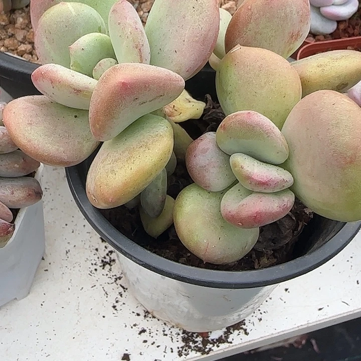 云****青蛙王子儿童牙膏11