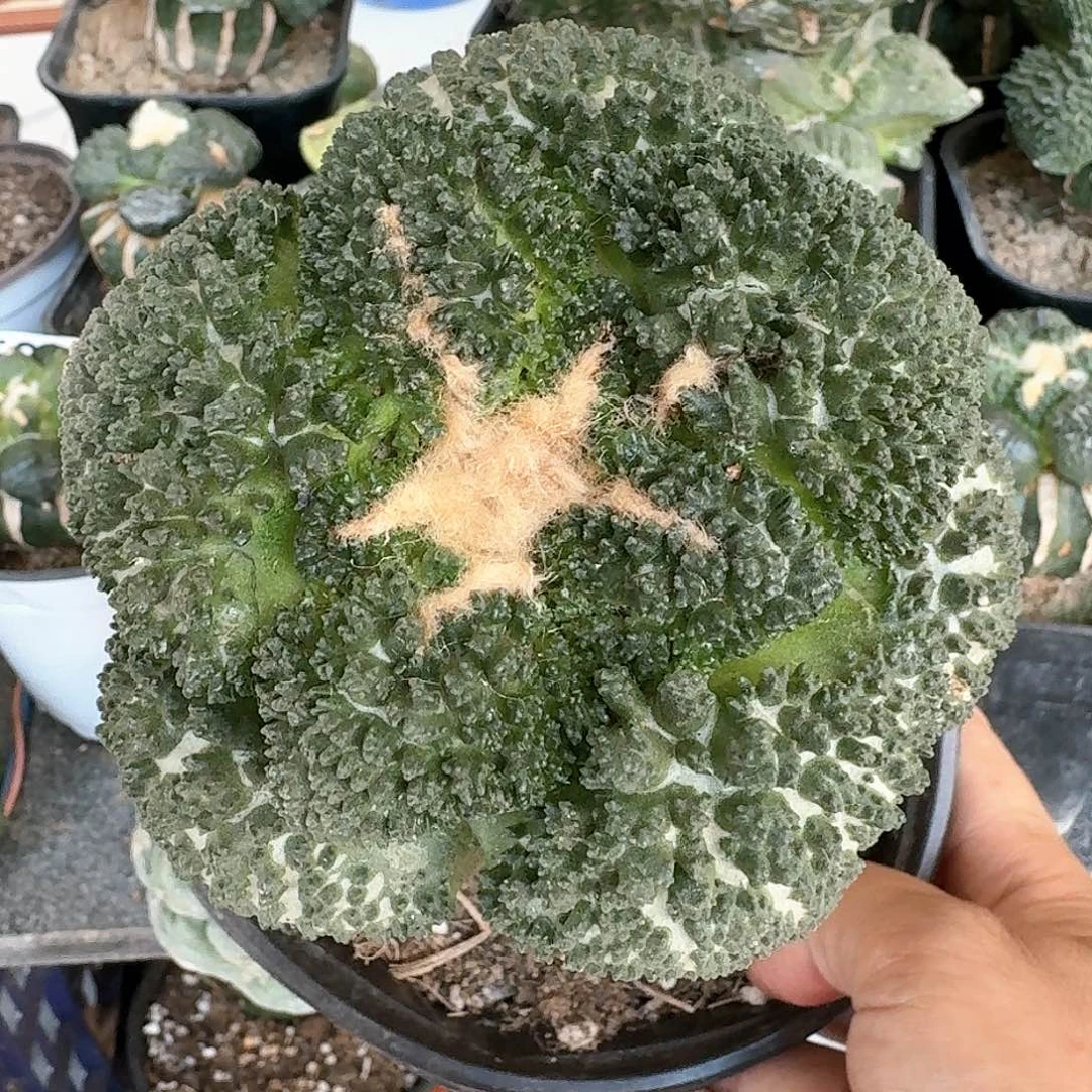 【闪购商品】无花朵苗接十一公分大尤哥斯拉
