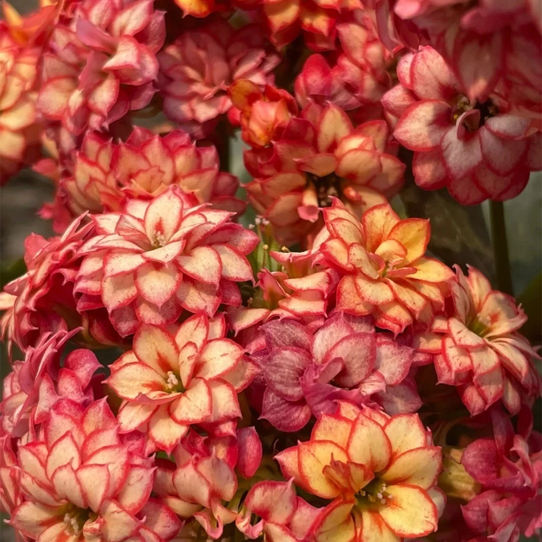 （彩霞 110盆）基地直发一代长寿  稀有大花品种  室内懒人花