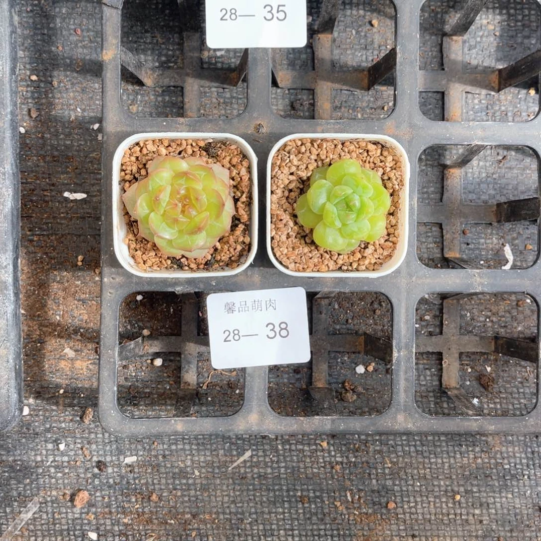 右七一物一拍18颗28-38