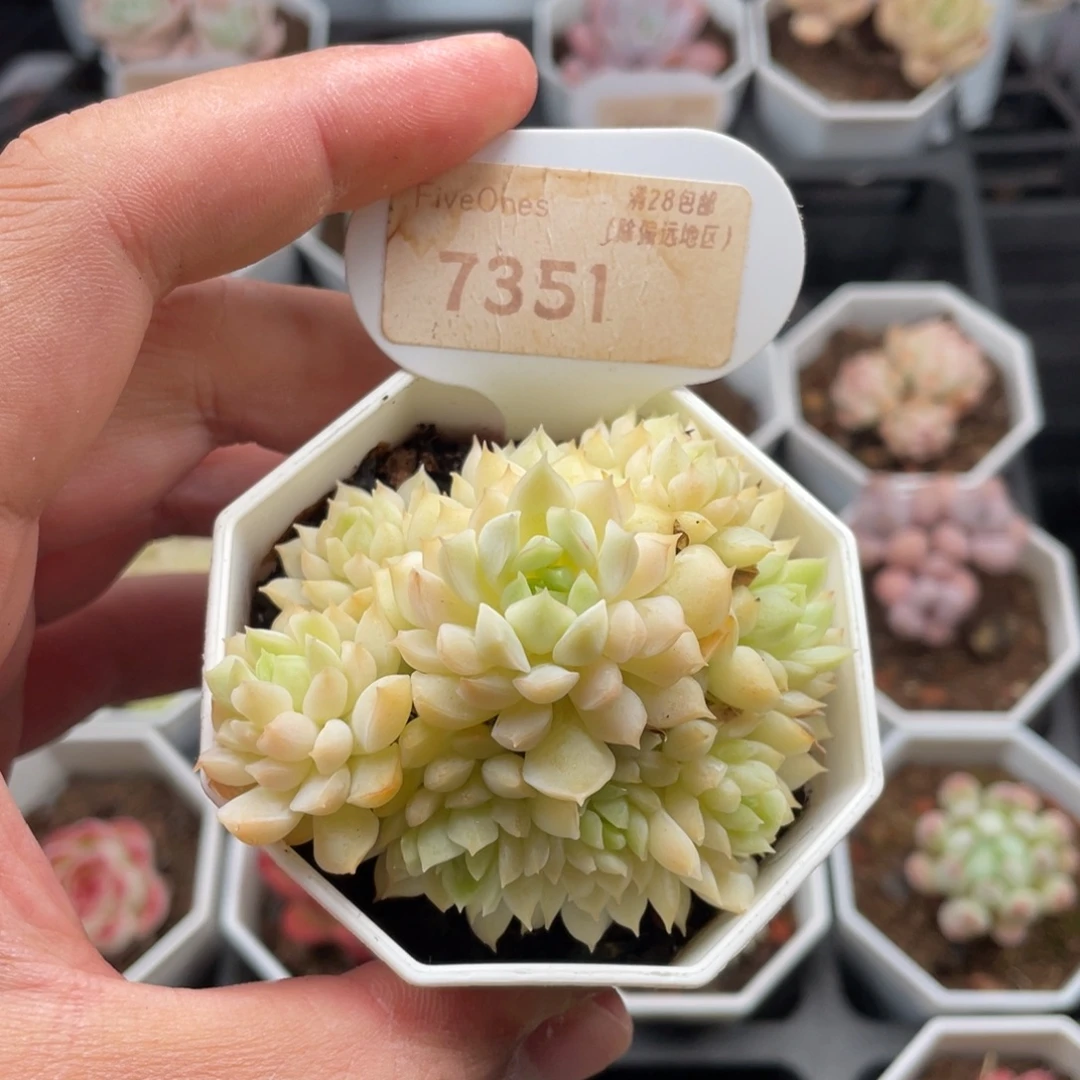 小乔7351-7.0厘米