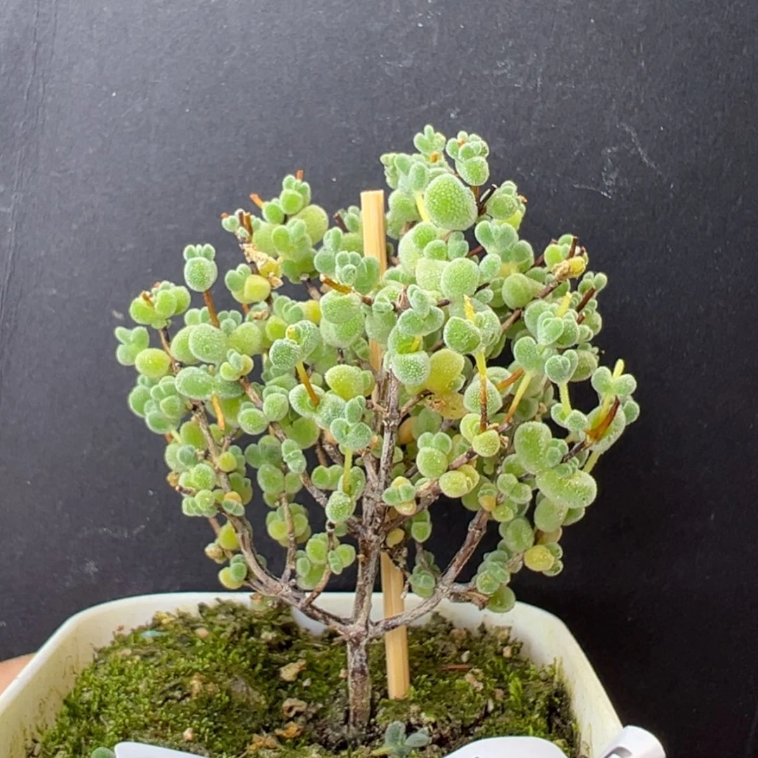 【闪购商品】实生dy2371莱斯盆口5cm