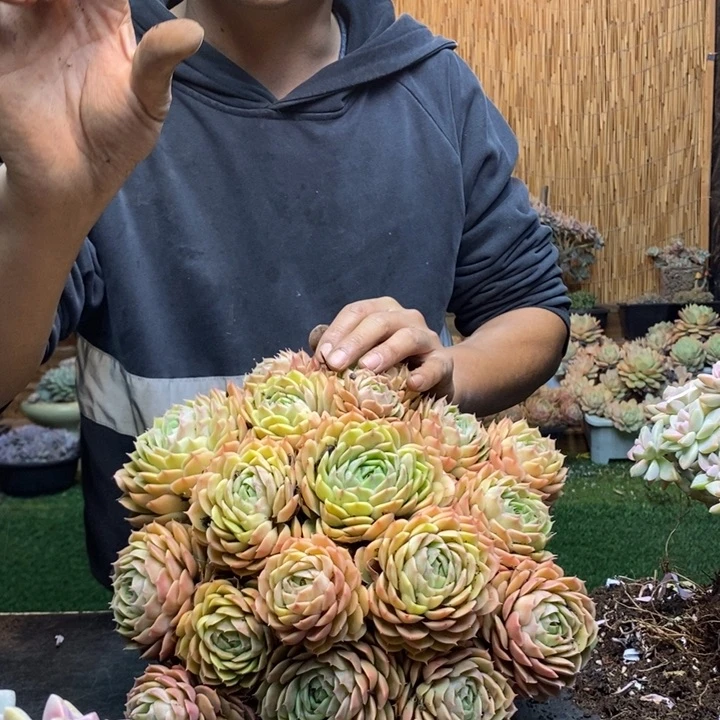 ****༻418号昂斯诺多肉植物