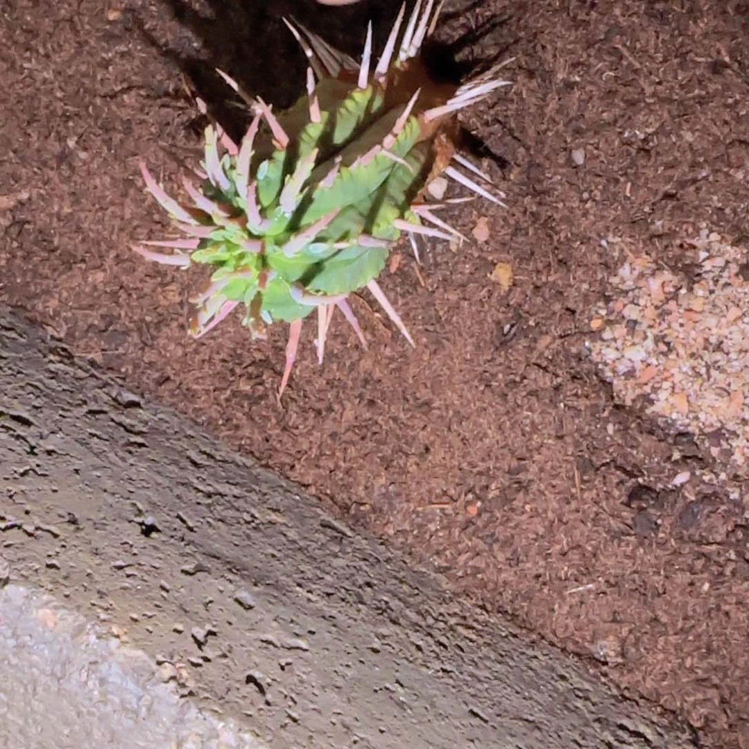 K***n块根植物块根植物