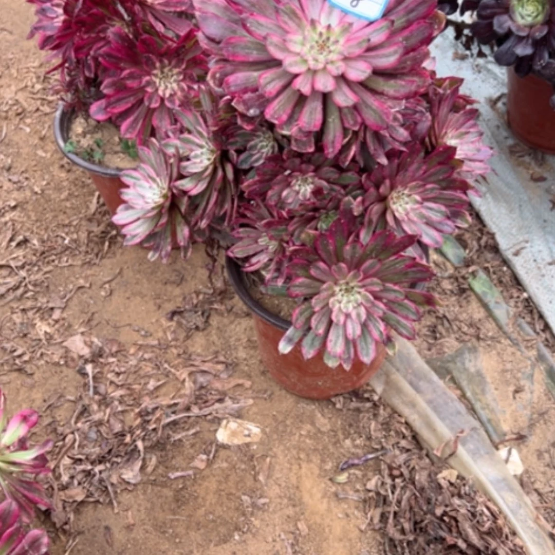 【闪购商品】多肉植物紫霞18