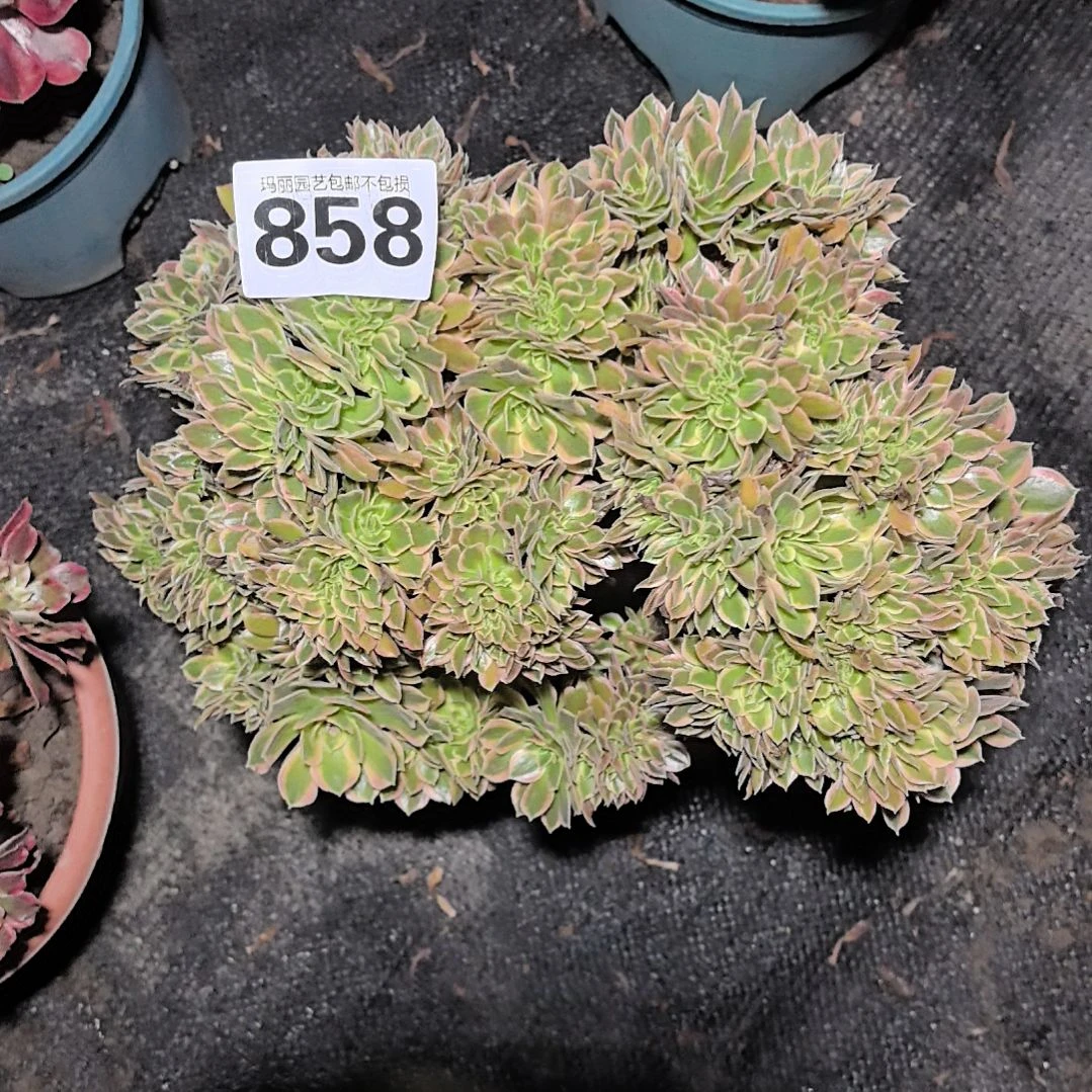 858女神缀花花3-8花花